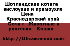 Шотландские котята  ( вислоухие и прямоухие ) › Цена ­ 5 000 - Краснодарский край, Сочи г. Животные и растения » Кошки   